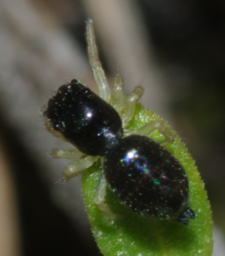 Chalcoscirtus sp.